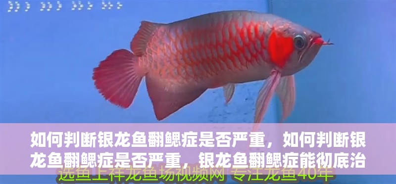 如何判斷銀龍魚(yú)翻鰓癥是否嚴(yán)重，如何判斷銀龍魚(yú)翻鰓癥是否嚴(yán)重，銀龍魚(yú)翻鰓癥能徹底治愈嗎