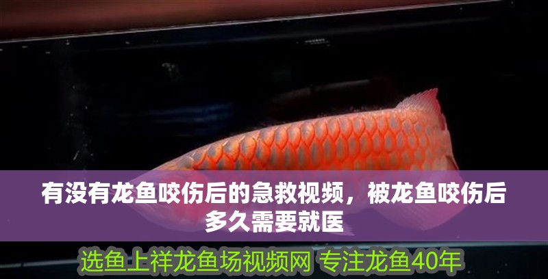 有沒有龍魚咬傷后的急救視頻，被龍魚咬傷后多久需要就醫
