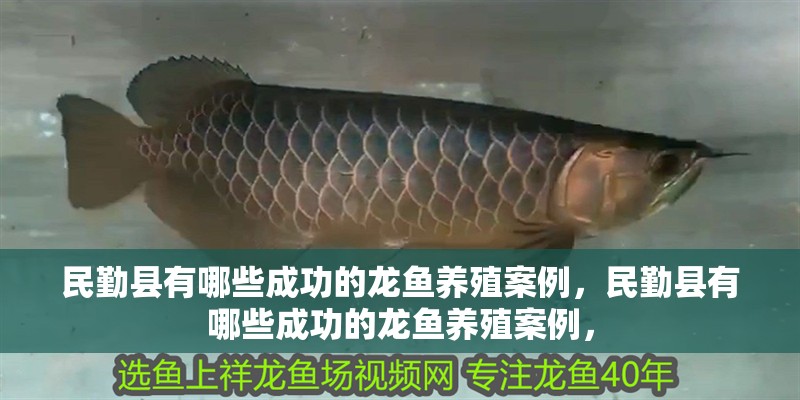 民勤縣有哪些成功的龍魚養殖案例，民勤縣有哪些成功的龍魚養殖案例，