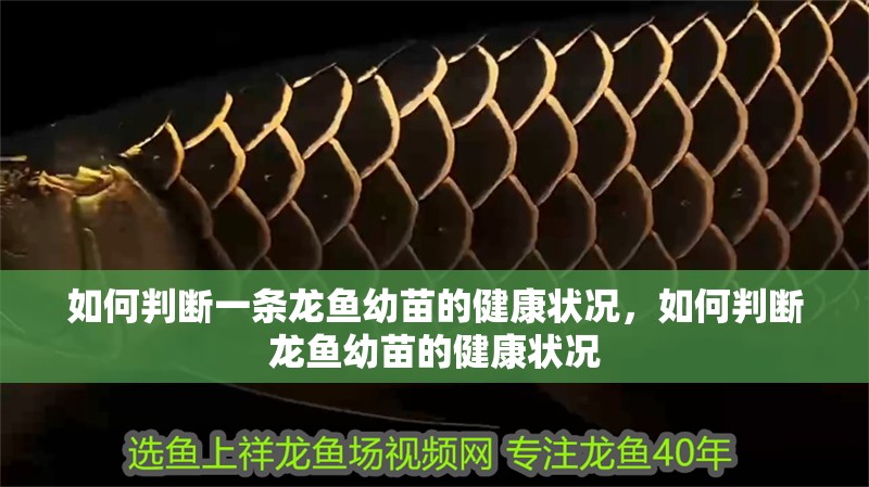 如何判斷一條龍魚幼苗的健康狀況，如何判斷龍魚幼苗的健康狀況