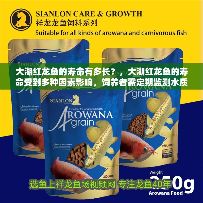 大湖紅龍魚的壽命有多長？，大湖紅龍魚的壽命受到多種因素影響，飼養者需定期監測水質