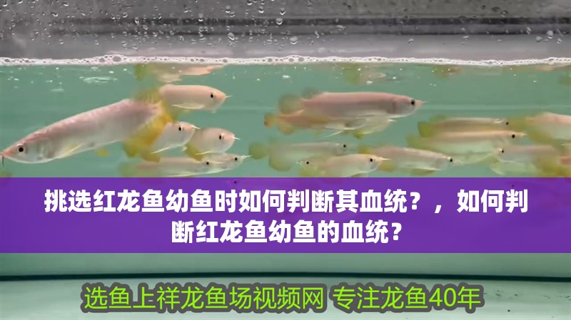 挑選紅龍魚幼魚時如何判斷其血統？，如何判斷紅龍魚幼魚的血統？