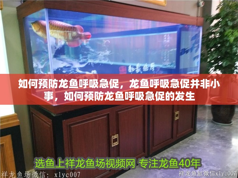 如何預(yù)防龍魚呼吸急促，龍魚呼吸急促并非小事，如何預(yù)防龍魚呼吸急促的發(fā)生