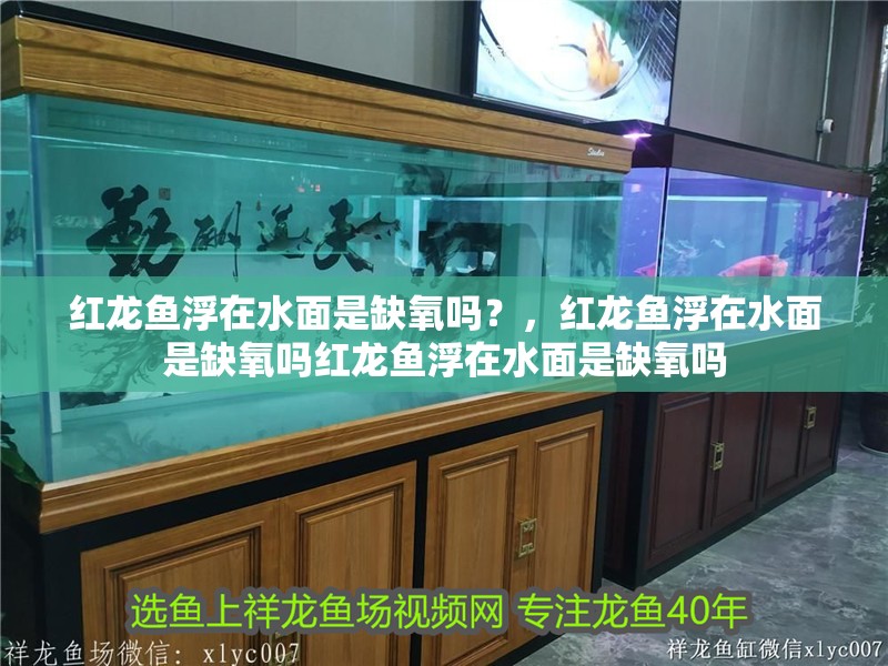紅龍魚浮在水面是缺氧嗎？，紅龍魚浮在水面是缺氧嗎紅龍魚浮在水面是缺氧嗎