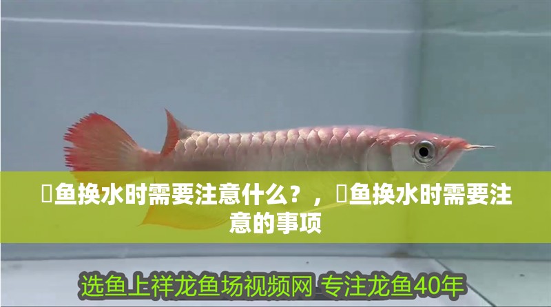魟魚換水時需要注意什么？，魟魚換水時需要注意的事項