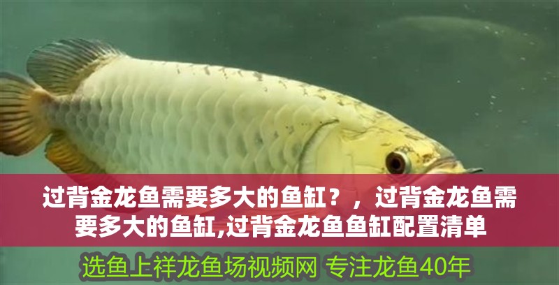 過(guò)背金龍魚(yú)需要多大的魚(yú)缸？，過(guò)背金龍魚(yú)需要多大的魚(yú)缸,過(guò)背金龍魚(yú)魚(yú)缸配置清單