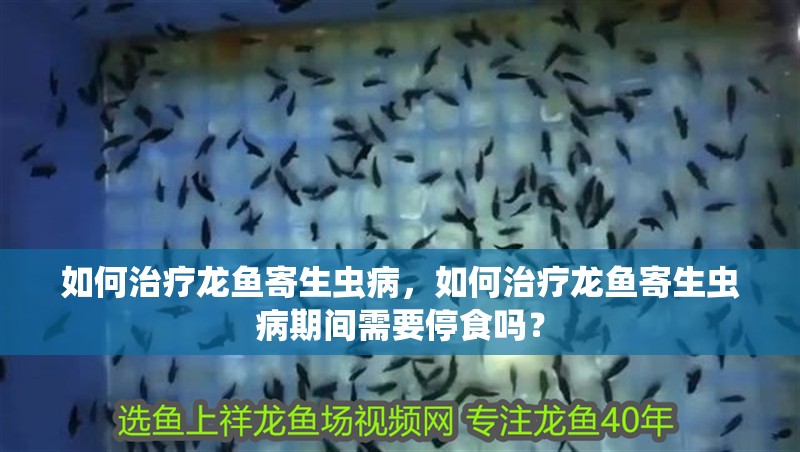 如何治療龍魚寄生蟲病，如何治療龍魚寄生蟲病期間需要停食嗎？