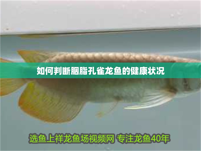 如何判斷胭脂孔雀龍魚的健康狀況