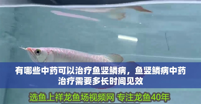 有哪些中藥可以治療魚豎鱗病，魚豎鱗病中藥治療需要多長時間見效
