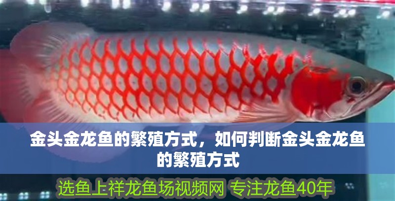 金頭金龍魚的繁殖方式，如何判斷金頭金龍魚的繁殖方式