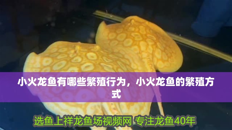 小火龍魚有哪些繁殖行為，小火龍魚的繁殖方式