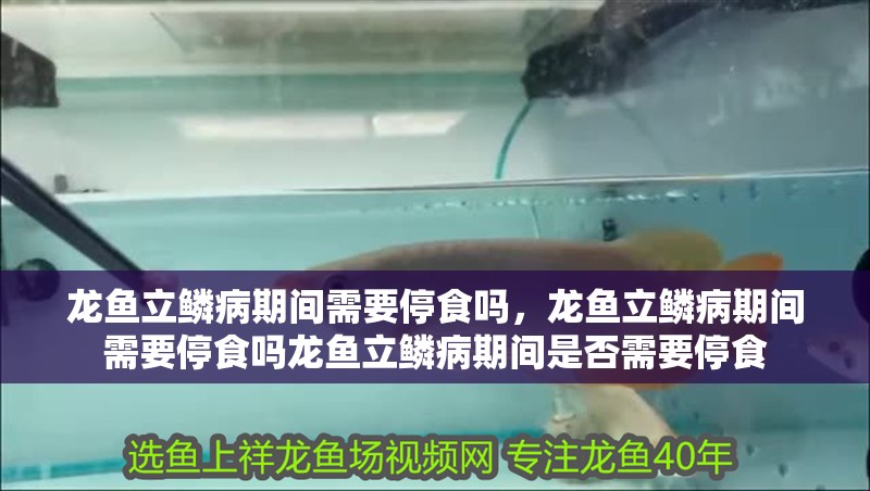 龍魚立鱗病期間需要停食嗎，龍魚立鱗病期間需要停食嗎龍魚立鱗病期間是否需要停食