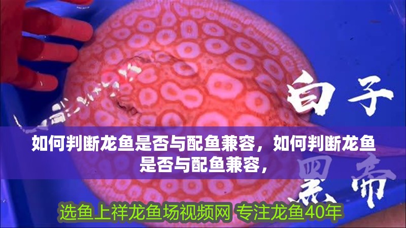 如何判斷龍魚是否與配魚兼容，如何判斷龍魚是否與配魚兼容，