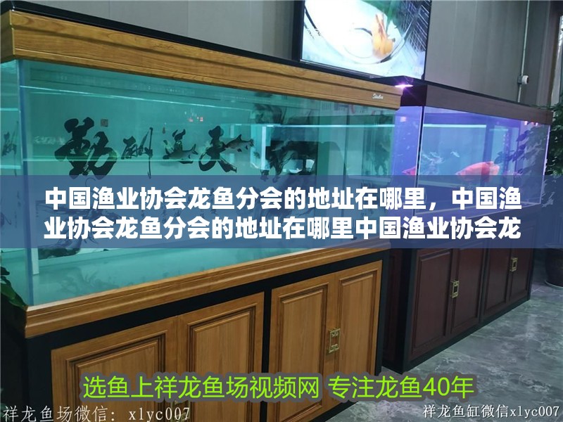 中國漁業協會龍魚分會的地址在哪里，中國漁業協會龍魚分會的地址在哪里中國漁業協會龍魚分會的地址在哪里