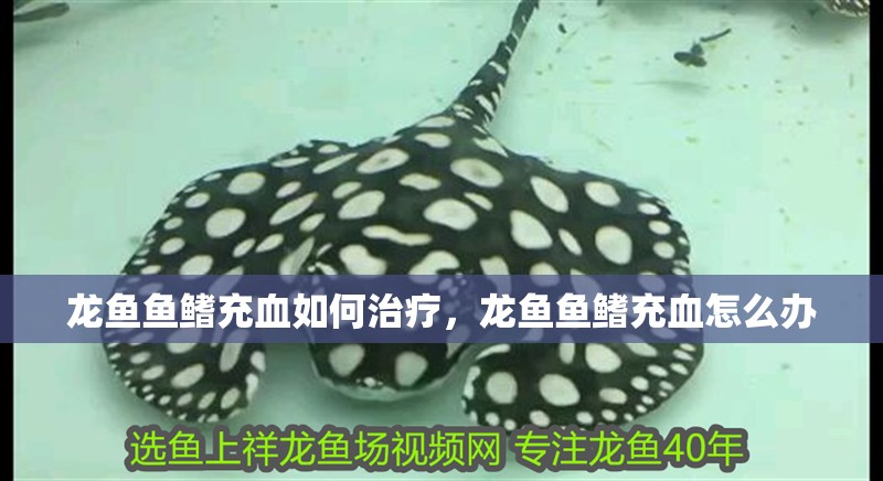 龍魚魚鰭充血如何治療，龍魚魚鰭充血怎么辦