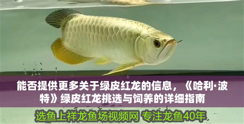 能否提供更多關(guān)于綠皮紅龍的信息，《哈利·波特》綠皮紅龍?zhí)暨x與飼養(yǎng)的詳細指南