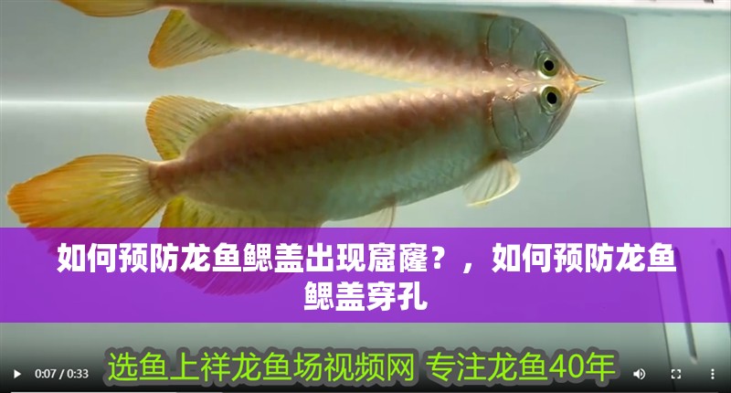 如何預防龍魚鰓蓋出現(xiàn)窟窿？，如何預防龍魚鰓蓋穿孔