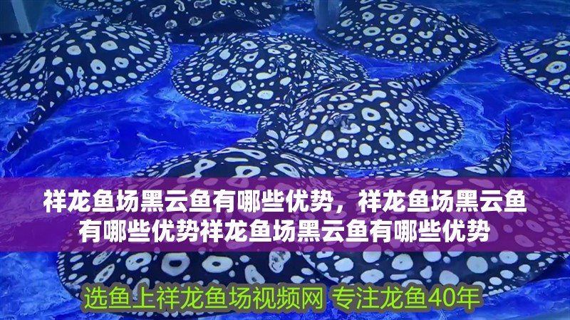 祥龍魚場黑云魚有哪些優(yōu)勢，祥龍魚場黑云魚有哪些優(yōu)勢祥龍魚場黑云魚有哪些優(yōu)勢