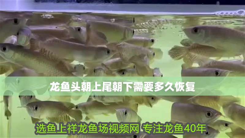 龍魚頭朝上尾朝下需要多久恢復