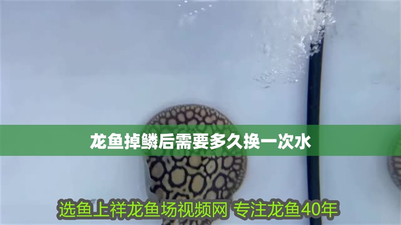 龍魚掉鱗后需要多久換一次水