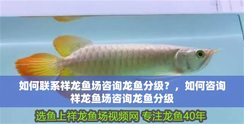 如何聯系祥龍魚場咨詢龍魚分級？，如何咨詢祥龍魚場咨詢龍魚分級