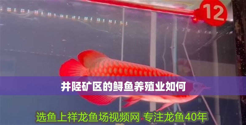 井陘礦區的鱘魚養殖業如何
