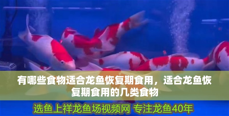 有哪些食物適合龍魚恢復期食用，適合龍魚恢復期食用的幾類食物