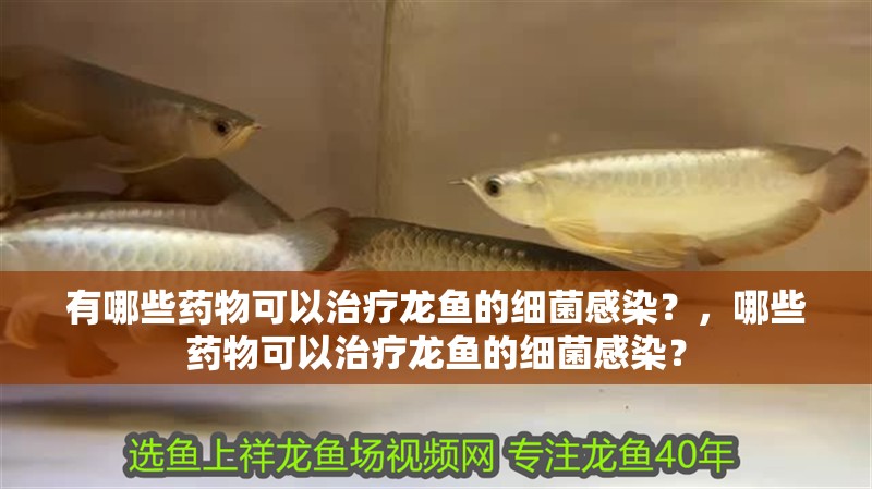 有哪些藥物可以治療龍魚的細菌感染？，哪些藥物可以治療龍魚的細菌感染？