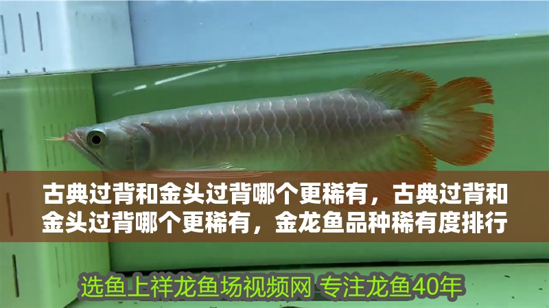 古典過背和金頭過背哪個更稀有，古典過背和金頭過背哪個更稀有，金龍魚品種稀有度排行榜