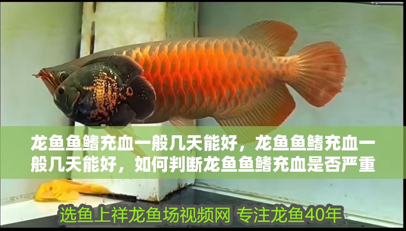 龍魚魚鰭充血一般幾天能好，龍魚魚鰭充血一般幾天能好，如何判斷龍魚魚鰭充血是否嚴重？