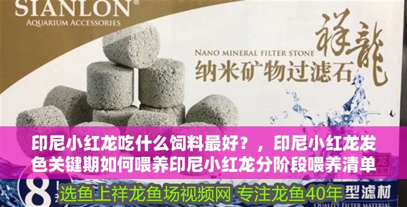 印尼小紅龍吃什么飼料最好？，印尼小紅龍發色關鍵期如何喂養印尼小紅龍分階段喂養清單