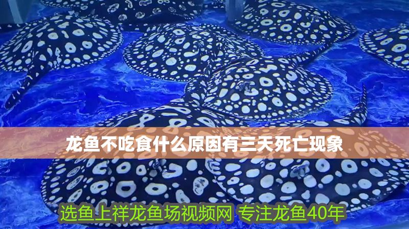 龍魚不吃食什么原因有三天死亡現(xiàn)象 龍魚百科 第2張 龍魚不吃食什么原因有三天死亡現(xiàn)象 龍魚不吃食什么原因有三天死亡現(xiàn)象 龍魚百科 第2張