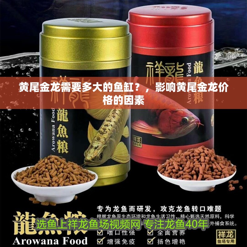 黃尾金龍需要多大的魚缸？，影響黃尾金龍價(jià)格的因素