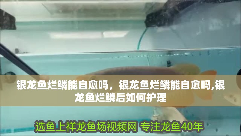 銀龍魚爛鱗能自愈嗎，銀龍魚爛鱗能自愈嗎,銀龍魚爛鱗后如何護理