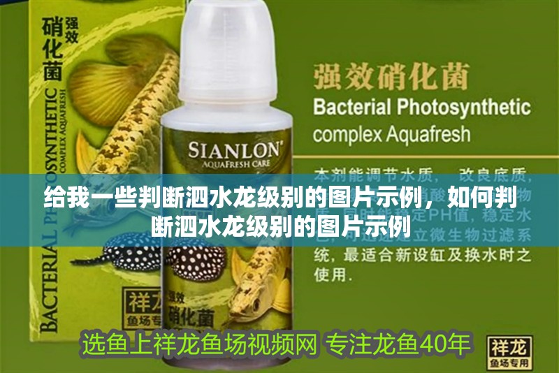 給我一些判斷泗水龍級別的圖片示例，如何判斷泗水龍級別的圖片示例