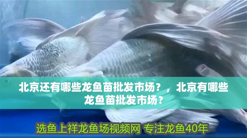 北京還有哪些龍魚苗批發(fā)市場？，北京有哪些龍魚苗批發(fā)市場？
