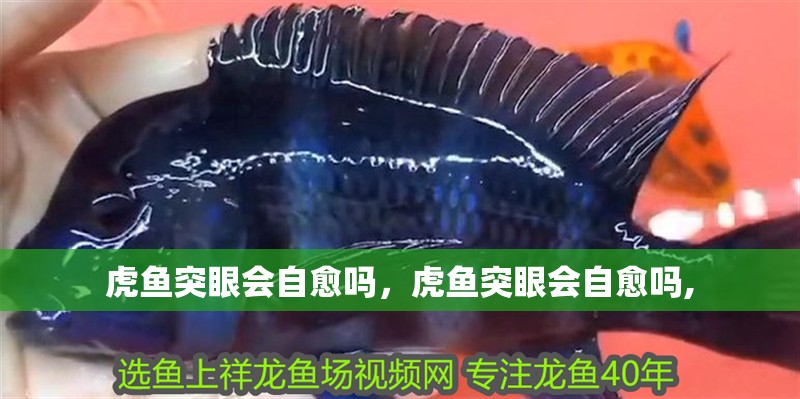 虎魚突眼會自愈嗎，虎魚突眼會自愈嗎,