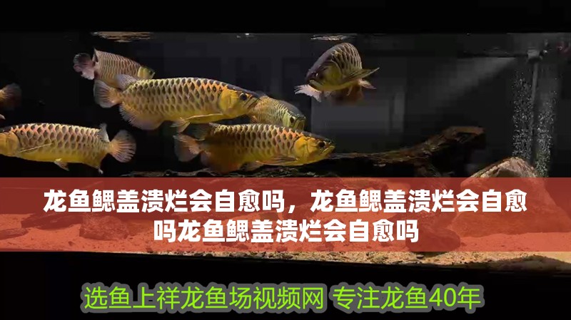 龍魚鰓蓋潰爛會自愈嗎，龍魚鰓蓋潰爛會自愈嗎龍魚鰓蓋潰爛會自愈嗎