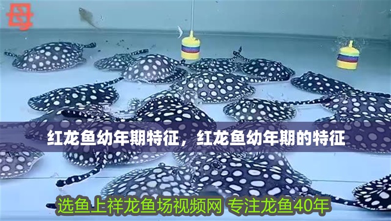 紅龍魚幼年期特征，紅龍魚幼年期的特征