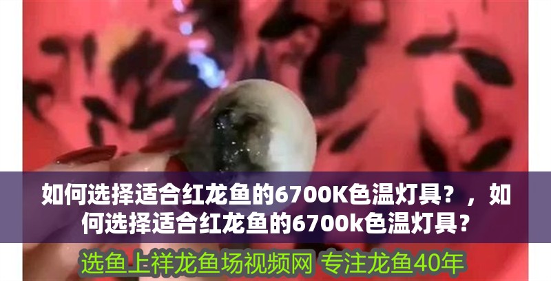 如何選擇適合紅龍魚的6700K色溫燈具？，如何選擇適合紅龍魚的6700k色溫燈具？