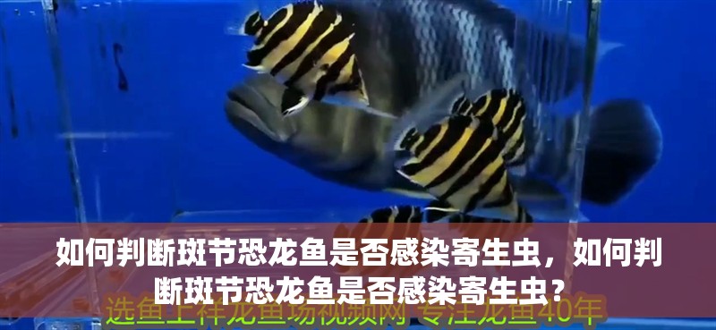 如何判斷斑節(jié)恐龍魚是否感染寄生蟲，如何判斷斑節(jié)恐龍魚是否感染寄生蟲？