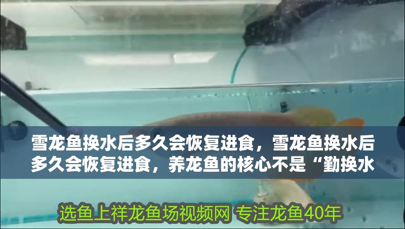 雪龍魚換水后多久會恢復進食，雪龍魚換水后多久會恢復進食，養龍魚的核心不是“勤換水”