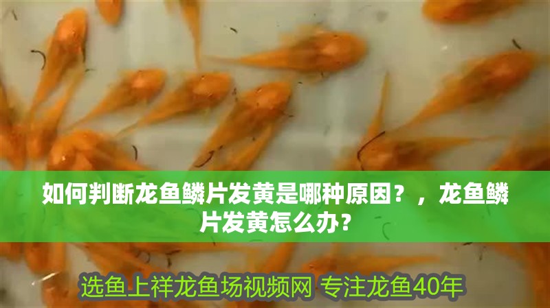 如何判斷龍魚鱗片發黃是哪種原因？，龍魚鱗片發黃怎么辦？