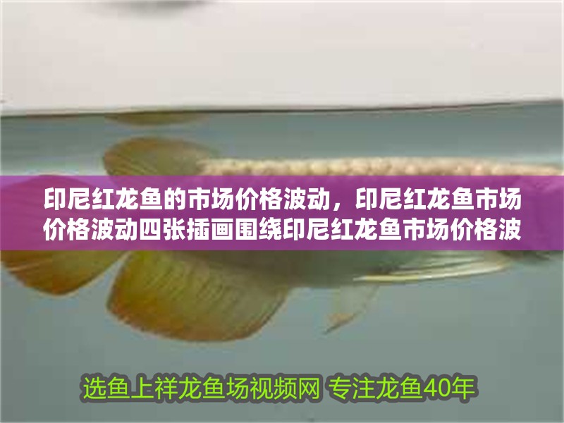印尼紅龍魚的市場價格波動，印尼紅龍魚市場價格波動四張插畫圍繞印尼紅龍魚市場價格波動