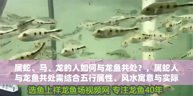 屬蛇、馬、龍的人如何與龍魚共處？，屬蛇人與龍魚共處需結合五行屬性、風水寓意與實際飼養條件綜合考量