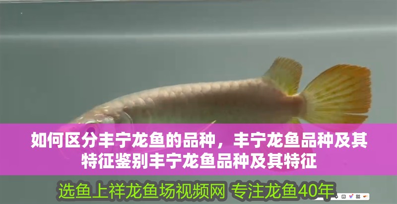 如何區(qū)分豐寧龍魚的品種，豐寧龍魚品種及其特征鑒別豐寧龍魚品種及其特征