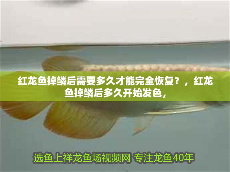 紅龍魚掉鱗后需要多久才能完全恢復？，紅龍魚掉鱗后多久開始發色，