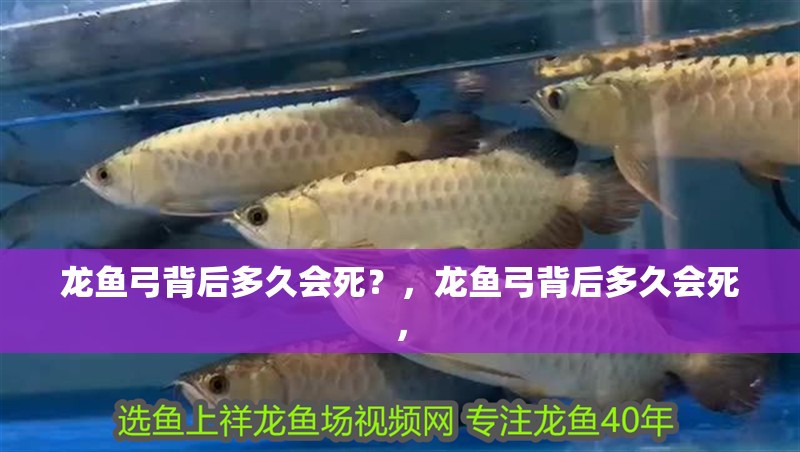 龍魚弓背后多久會死？，龍魚弓背后多久會死，