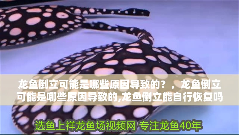 龍魚倒立可能是哪些原因導致的？，龍魚倒立可能是哪些原因導致的,龍魚倒立能自行恢復嗎