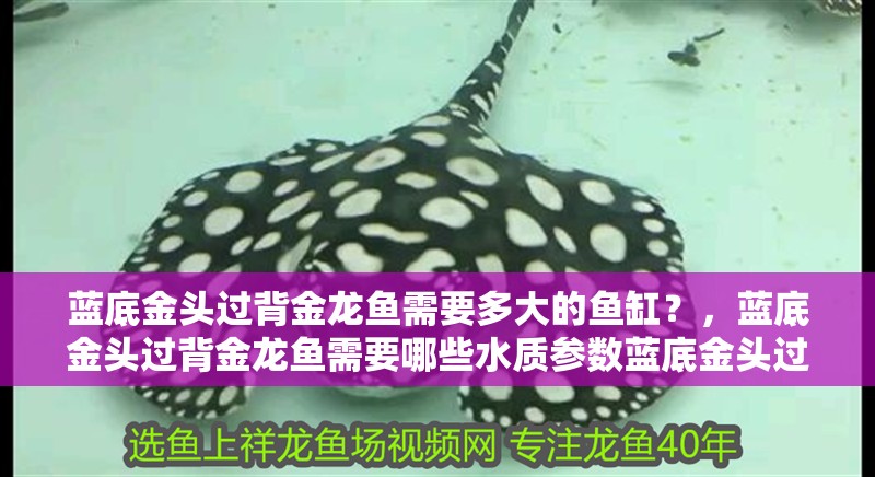 藍底金頭過背金龍魚需要多大的魚缸？，藍底金頭過背金龍魚需要哪些水質參數藍底金頭過背金龍魚